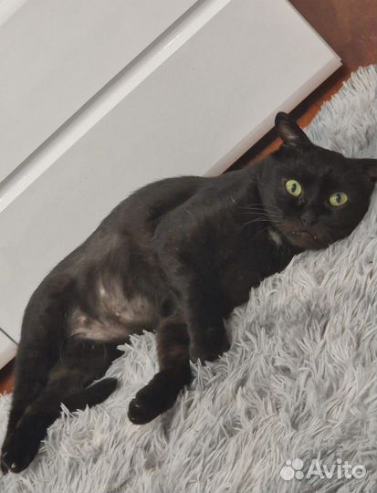 Шикарный черный зеленоглазый красавец ищет дом