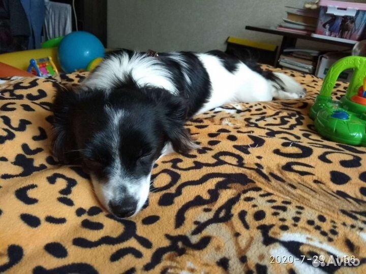 Собака вязка