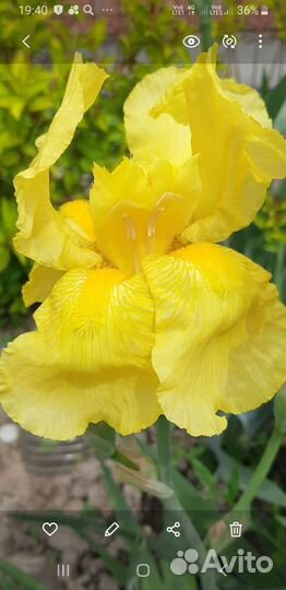 Ирисы бородатые