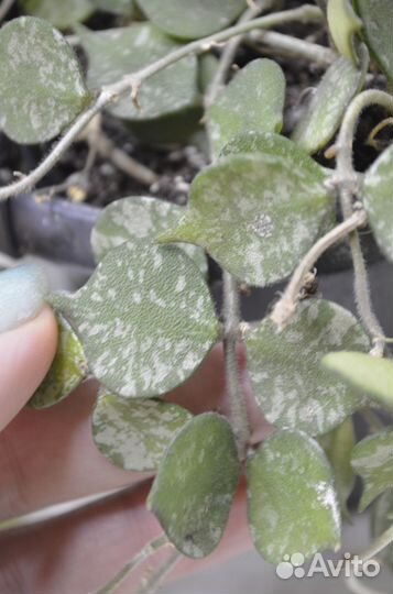 Хойя куртиси