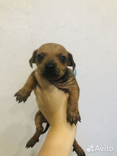 Щенки пинчера