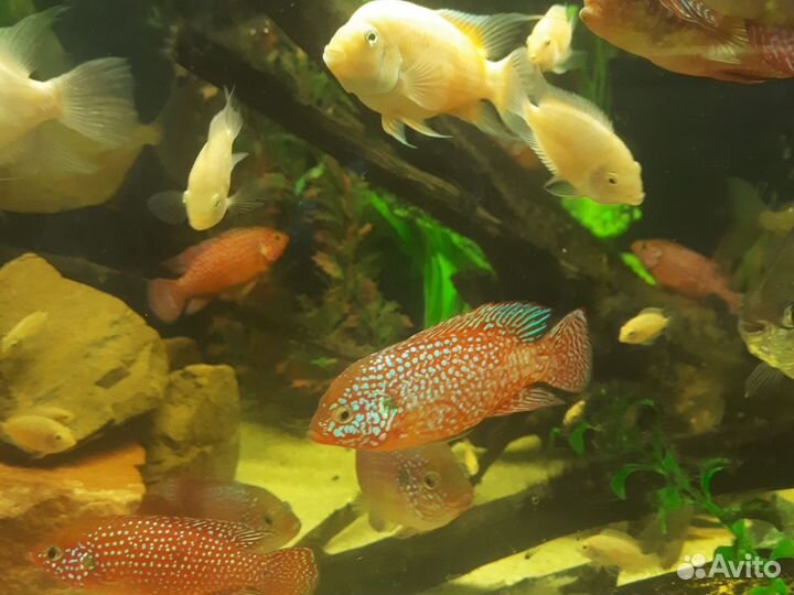 Цихлида Хромис и Розовый Фламинго