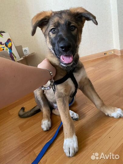 Метис бельгийской овчарки