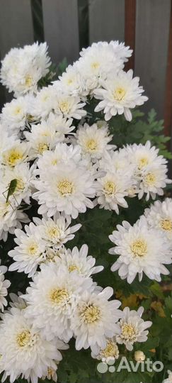 Хризантемы