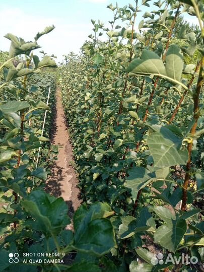 Саженцы боярышника