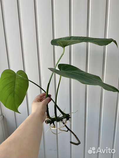 Монстера ростки с корневой