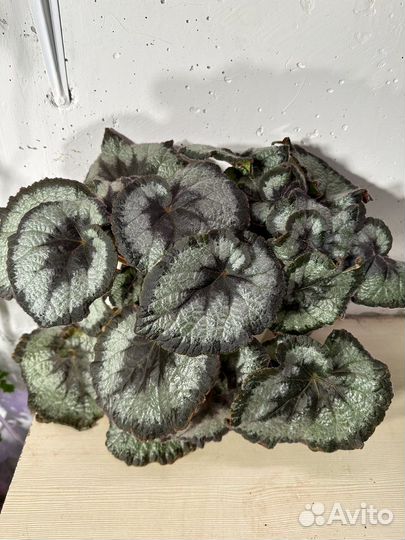 Комнатные растения разные