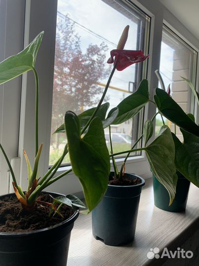 Комнатные растения