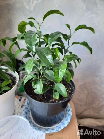 Саженцы мандарин