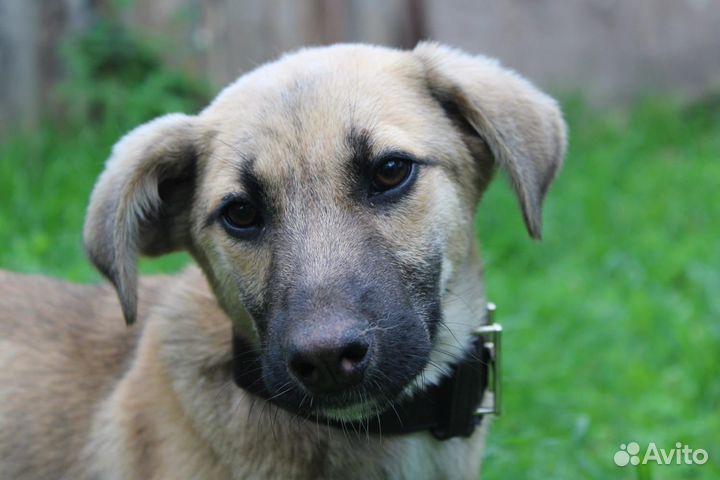 Отдам щенка небольшой собаки