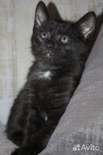 Котенок 2 мес