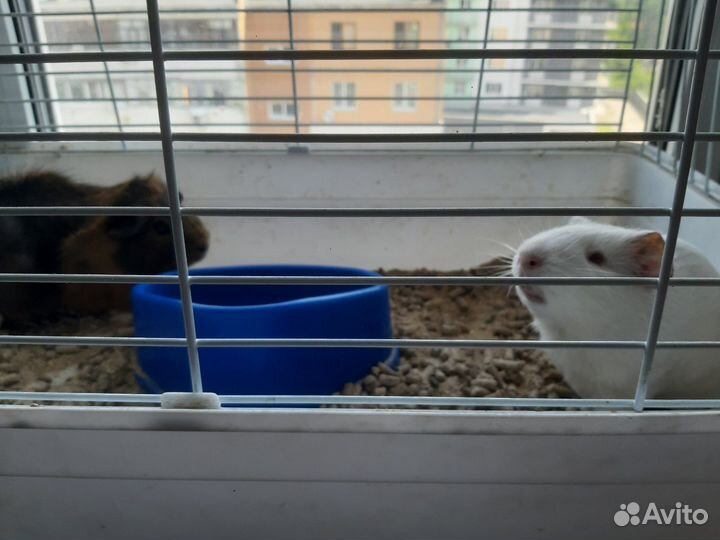 Морские свинки