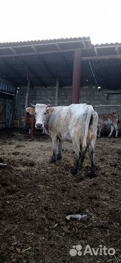 Коровы с телятами