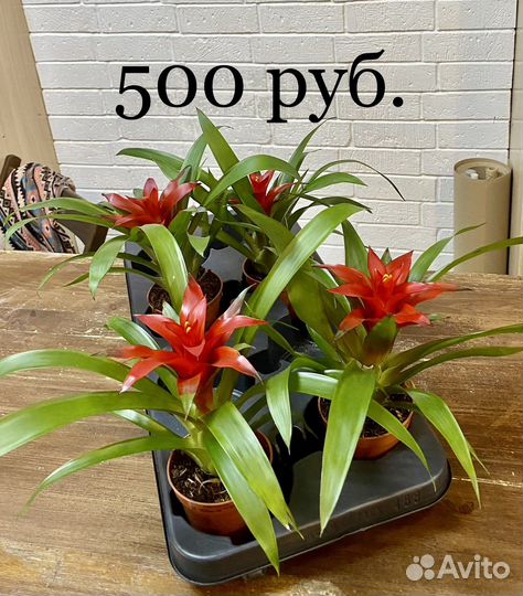 Азалия, орхидея, бегония, калла.Комнатные растения