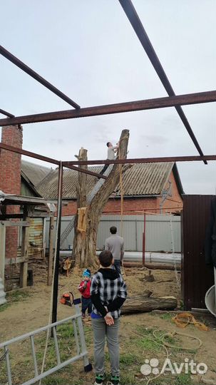 Спил деревьев