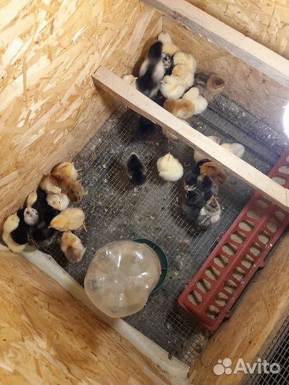 Цыплята разного возраста