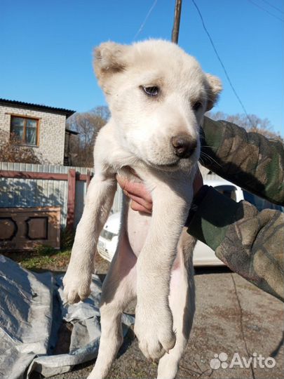 Среднеазиатская овчарка