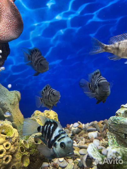 Сапфировый попугай