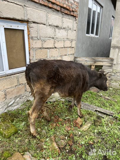 Коровы и телки бычки