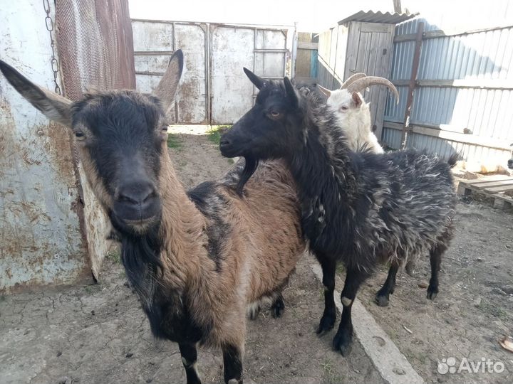 Козы дойные молочные