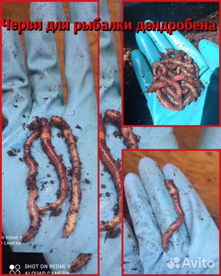Червь Дендробена для рыбалки