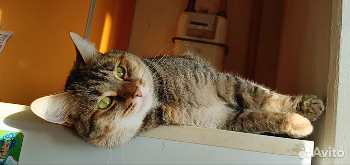 Отдам в добрые руки кошку