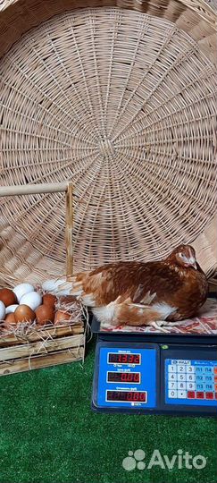 Куры Несушки