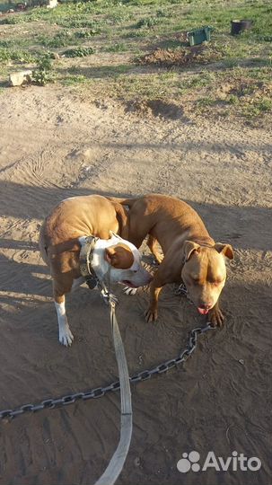 Американский питбультерьер