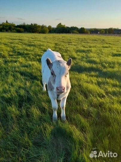 Корова телка