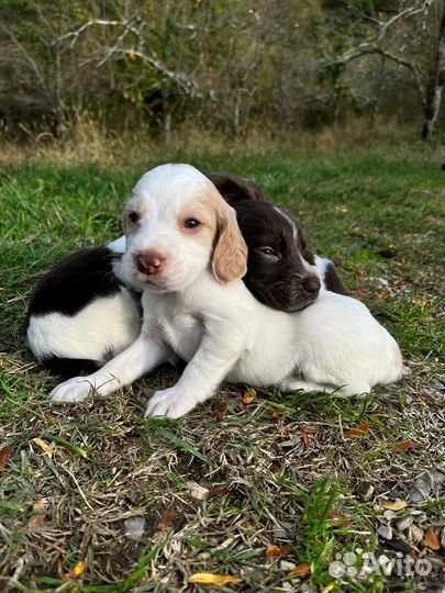 Щенок русский спаниель