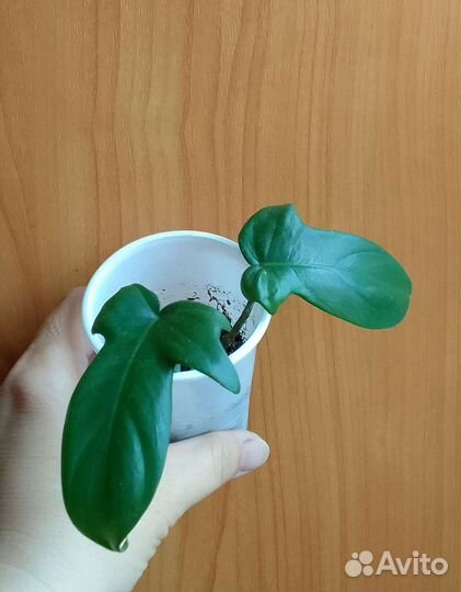 Эпипремнумы, филодендроны и др. ароидные