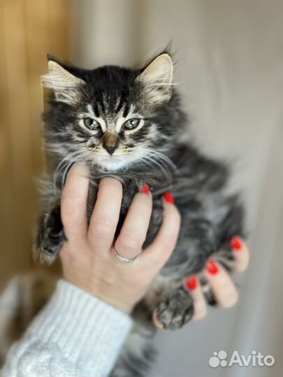 Котенок мальчик в дар, 2 месяца