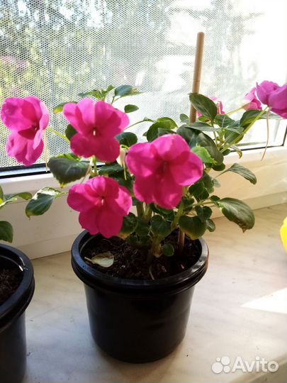 Бальзамин ампельный