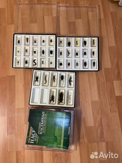 Насекомые и их знакомые