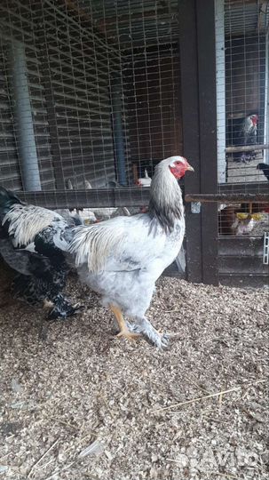 Яйцо инкубационное