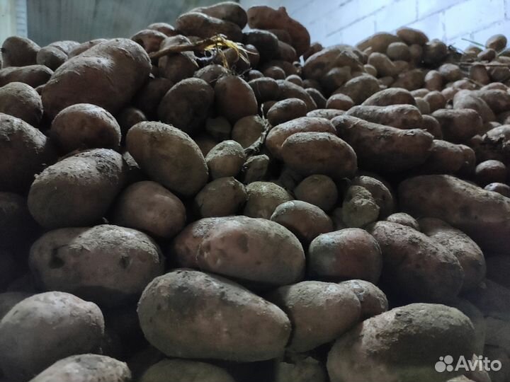 Продаëм картофель