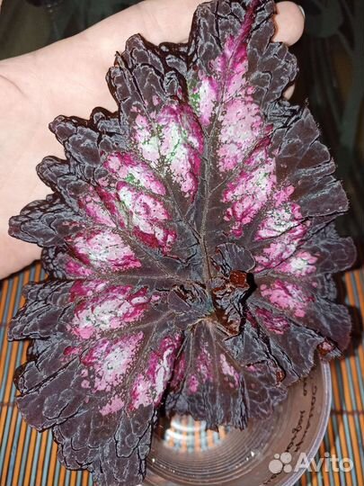 Бегонии декоративно-лиственные LeRex