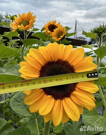 Подсолнухи цветы