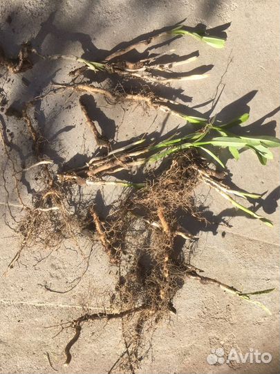 Медонос и для сада и для огодода