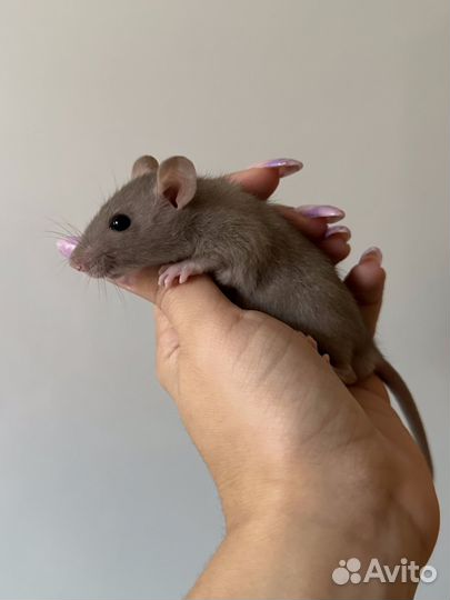 Крыса Дамбо, Крысенок Дамбо. Крыса стандарт