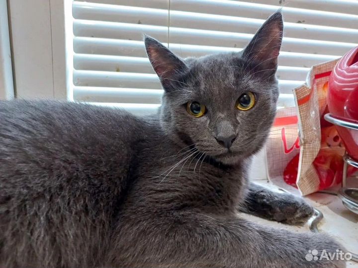 Кот благородных кровей в поисках дома