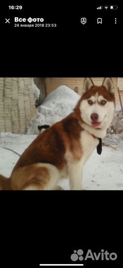 Сибирский хаски