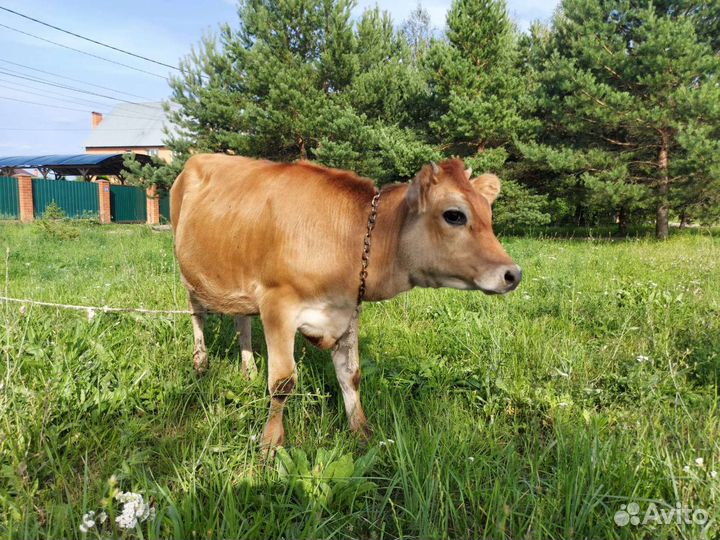 Телка джерси