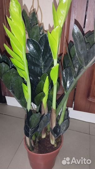 Замиокулькас черный равен