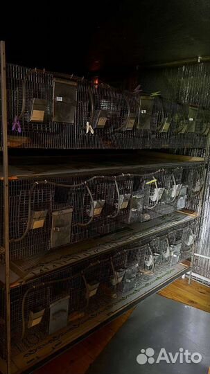 Клетка для шиншил