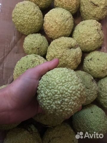 Плоды Адамово ябл/Экстракт маклюры