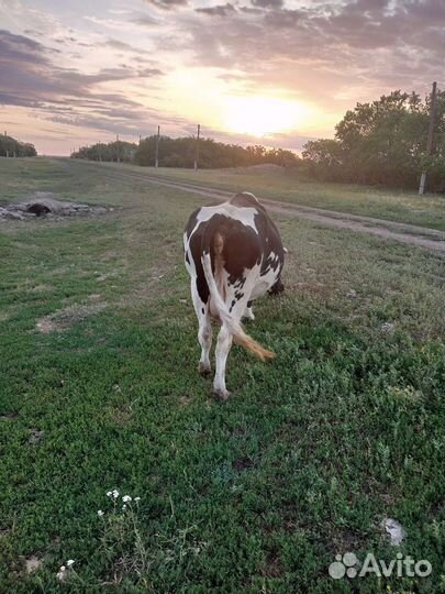 Коровы дойные