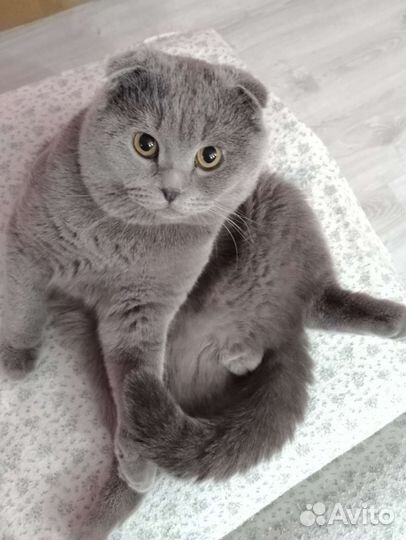 Шотландский кот вязка