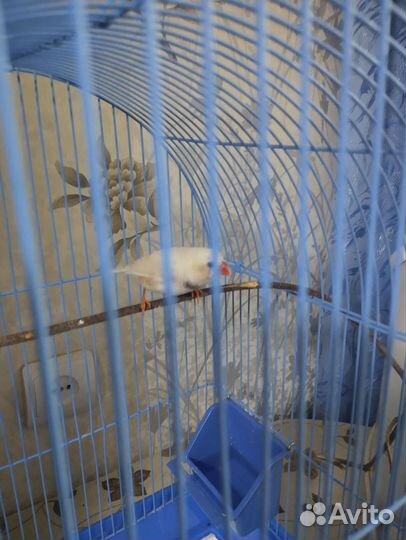 Зебровые амадины (самец)