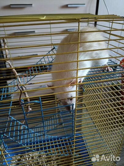 Крыса с клеткой